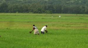 Rice is still planted and harvested in the coastal talukas, but fields such as these are threatened by urbanisation
