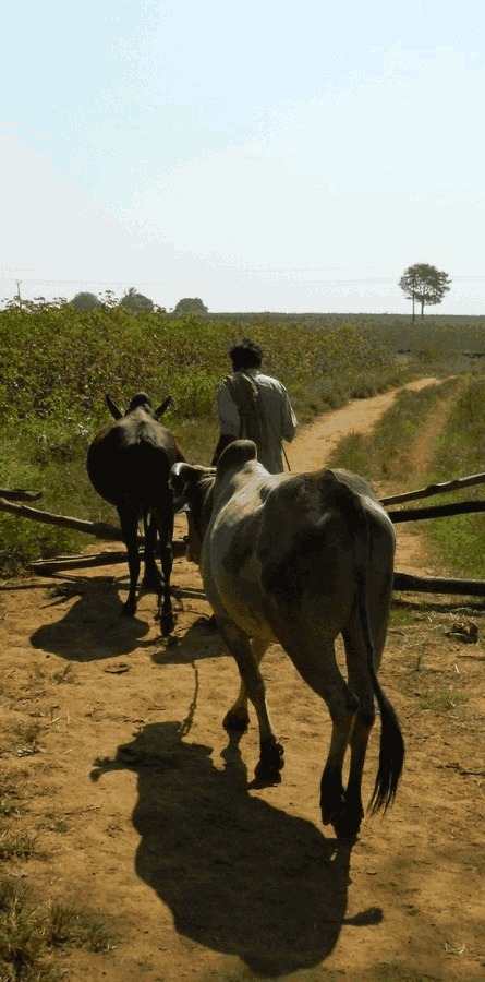 An agricultural road ahead minus a WTO is what India must strive for now.
