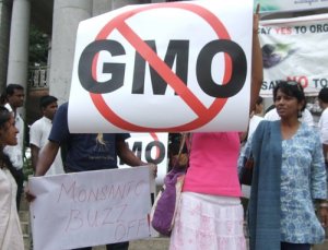 The level of public awareness about the dangers of GM food and seed needs independent and credible science as a partner. Here, anti-GM protesters in Bangalore, Karnataka, India