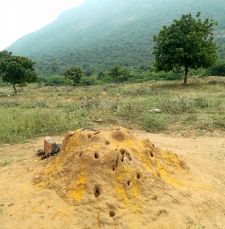 In the Western Ghats, a termite mound next to a shrine is also venerated. Photo: Rahul Goswami 2014